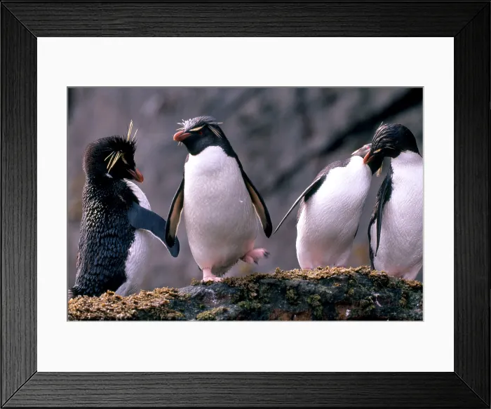 Framed Print : Rockhopper Penguins Framed Print : Rockhopper Penguins