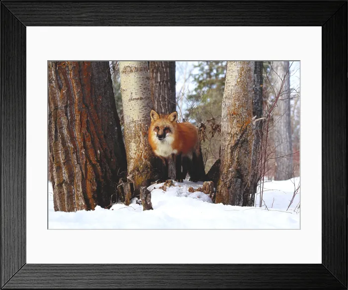 Framed Print : Red Fox (Vulpes vulpes)