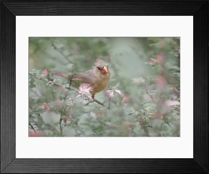 Framed Print : Cardinal (Cardinalis cardinalis) female Framed Print : Cardinal (Cardinalis cardinalis) female