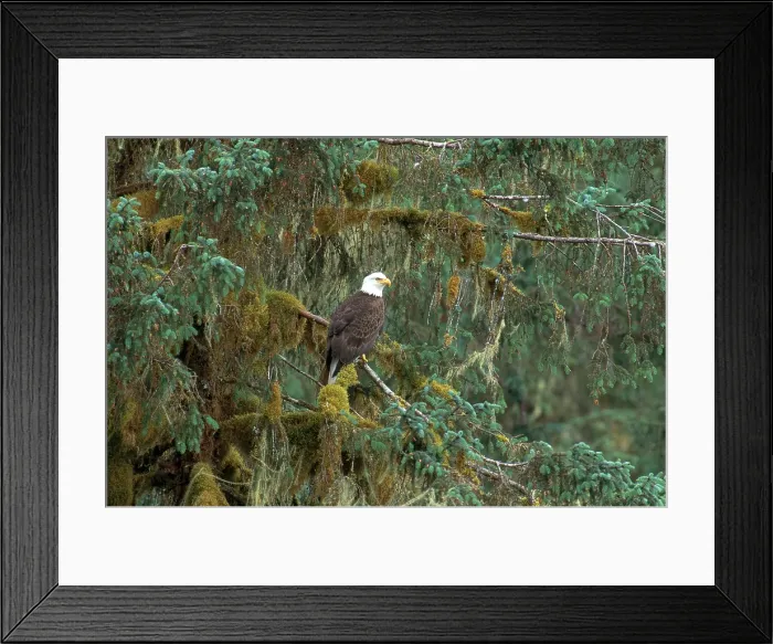 Framed Print : Bald Eagle Framed Print : Bald Eagle