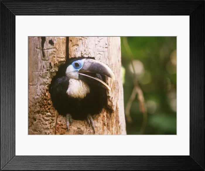 Framed Print : Yellow-ridged Toucan Framed Print : Yellow-ridged Toucan