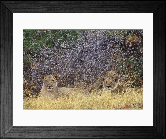 Framed Print : African Lions Framed Print : African Lions
