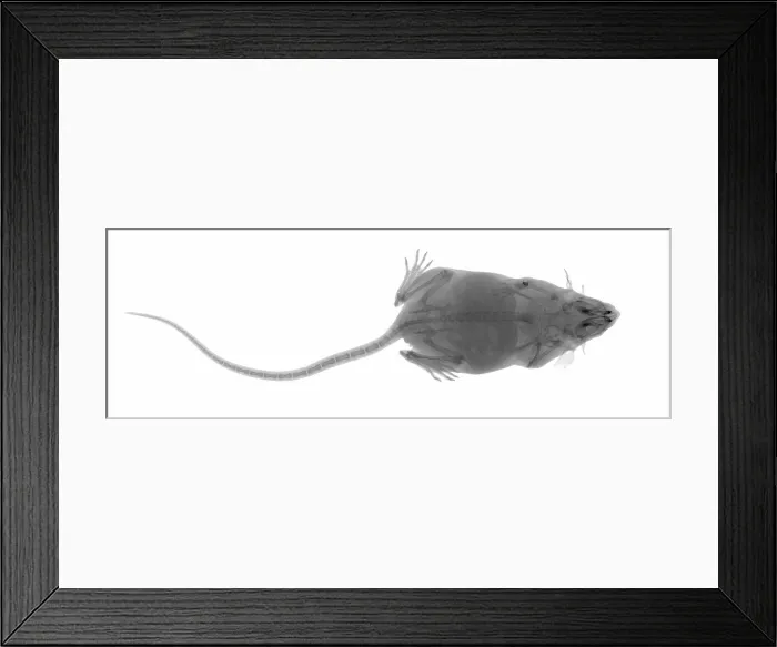 Framed Print : X Ray of a Mouse Framed Print : X Ray of a Mouse