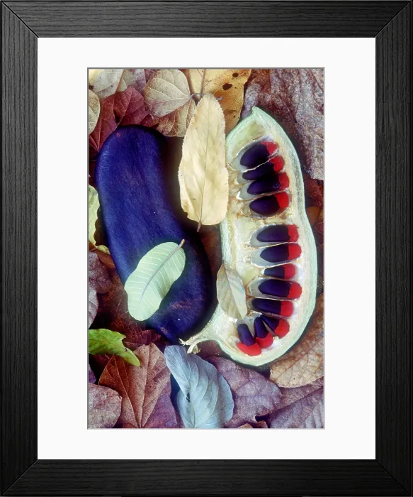 Framed Print : Afzelia tree pod Framed Print : Afzelia tree pod