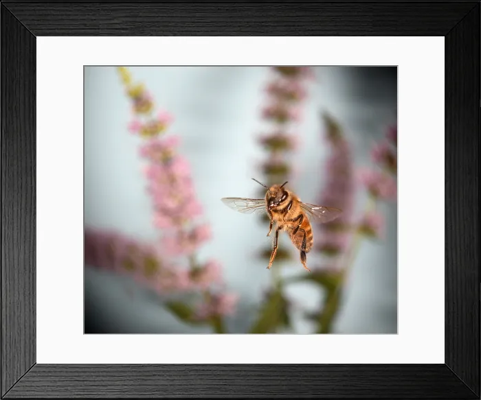 Framed Print : Honey Bee in Flight Framed Print : Honey Bee in Flight