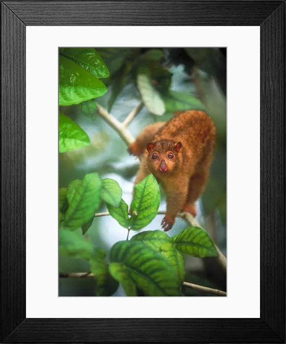 Framed Print : Cuscus, native to the rainforest of Papua New Guinea Framed Print : Cuscus, native to the rainforest of Papua New Guinea