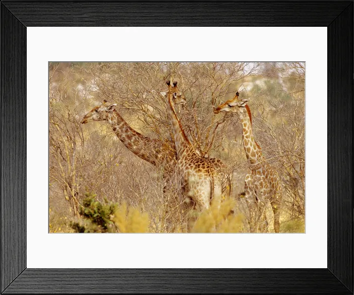 Framed Print : Giraffes, Okavango River Delta
