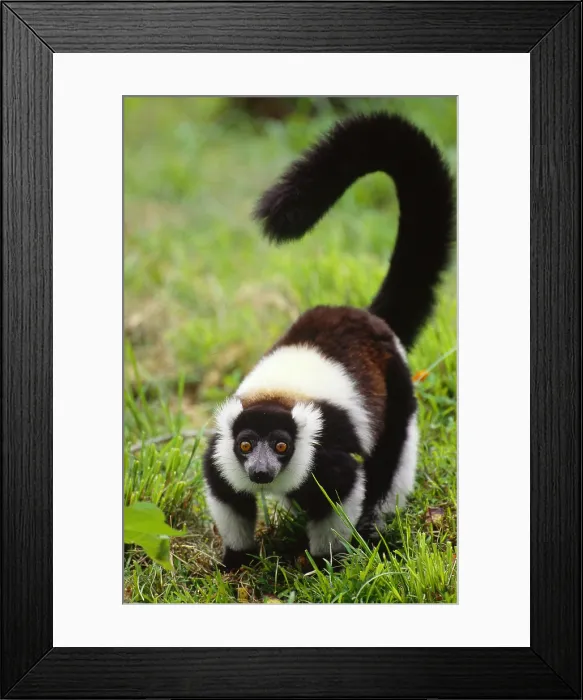 Framed Print : Ruffed lemur, Madagascar Framed Print : Ruffed lemur, Madagascar