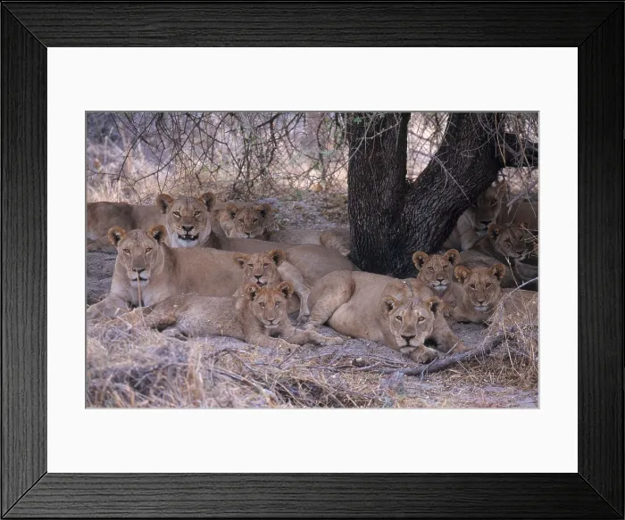 Framed Print : Lionesses and Cubs Framed Print : Lionesses and Cubs