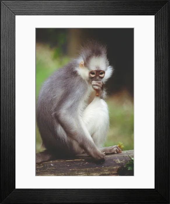 Framed Print : Leaf Monkey Framed Print : Leaf Monkey