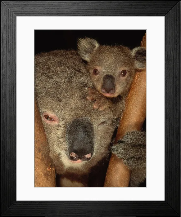 Framed Print : Koala with Young Framed Print : Koala with Young