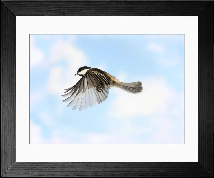 Framed Print : Black-Capped Chickadee in Flight Framed Print : Black-Capped Chickadee in Flight