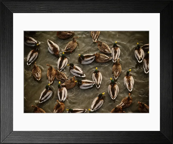 Framed Print : Mallard Ducks