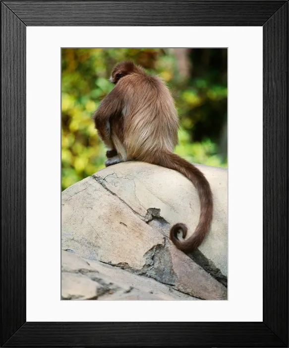 Framed Print : Spider Monkey (Ateles belzebuth)