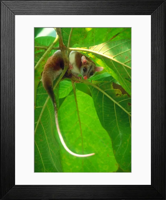 Framed Print : Bare-tailed woolly opossum Framed Print : Bare-tailed woolly opossum