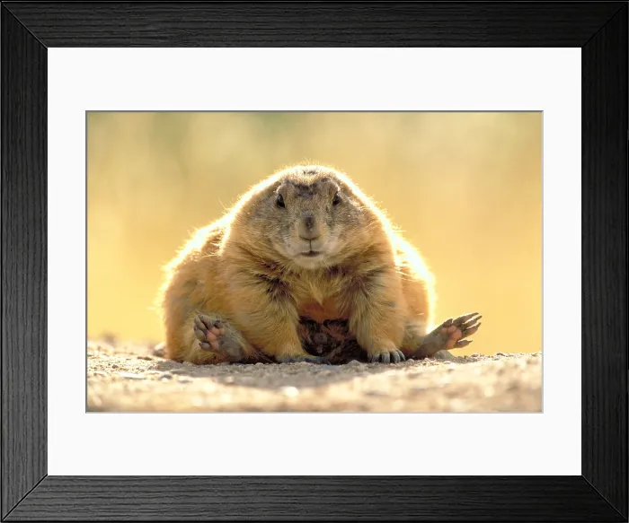 Framed Print : Black-tailed Prairie dog Framed Print : Black-tailed Prairie dog