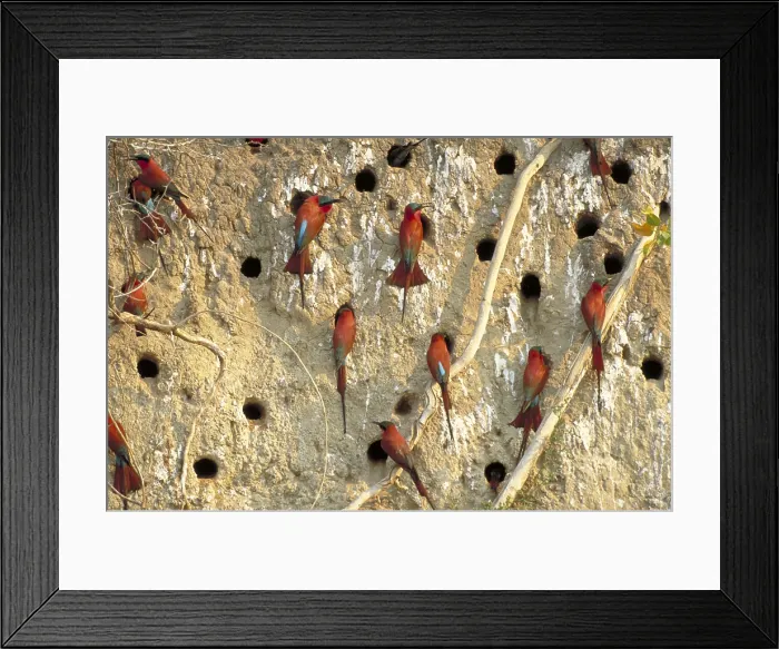 Framed Print : Southern Carmine Bee Eaters Framed Print : Southern Carmine Bee Eaters