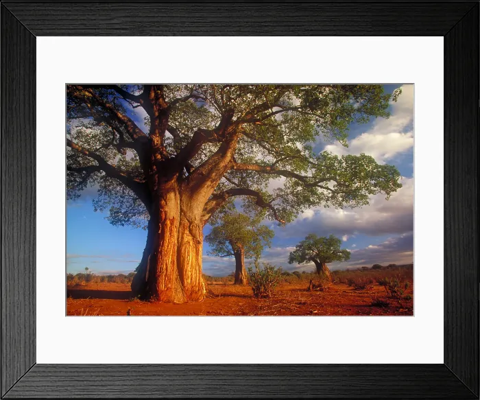Framed Print : Baobab trees Framed Print : Baobab trees