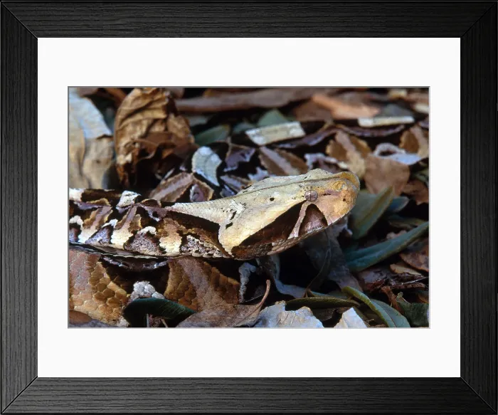 Framed Print : Gaboon Viper