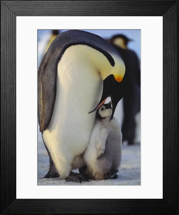 Framed Print : Emperor Penguin Framed Print : Emperor Penguin