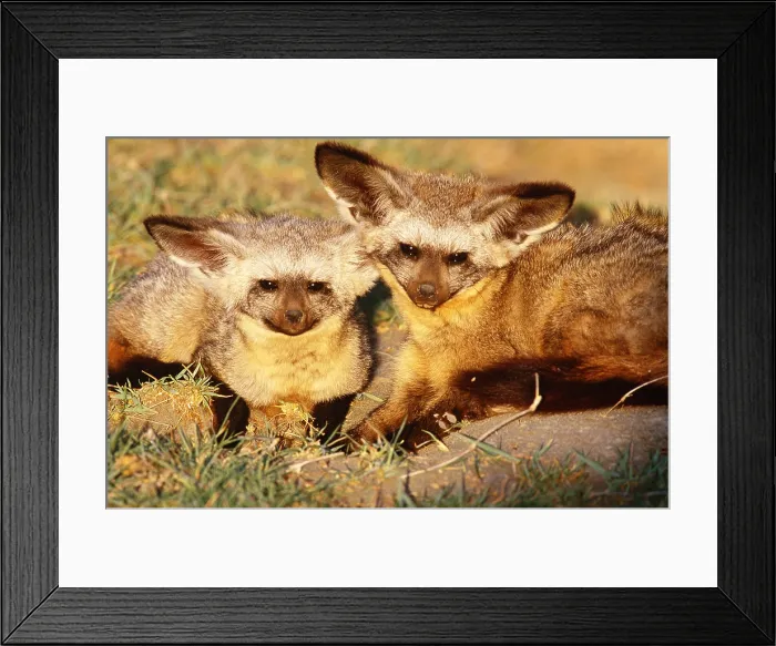 Framed Print : Bat-eared foxes, Tanzania