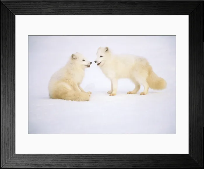 Framed Print : Arctic Fox Framed Print : Arctic Fox