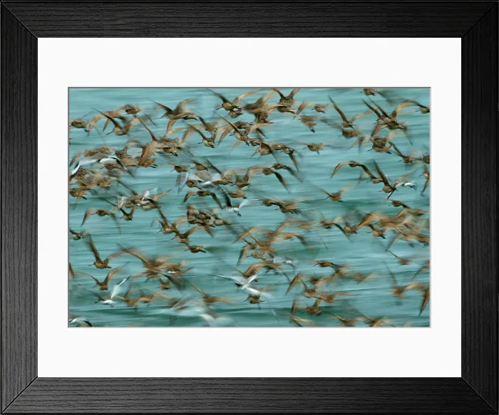 Framed Print : Marbled Godwits and Willets
