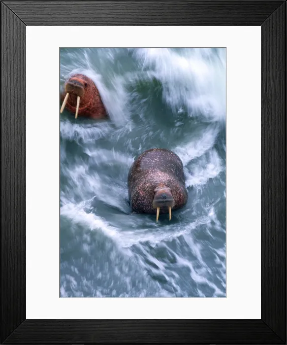 Framed Print : Walruses in Cape Peirce National Wildlife Reserve, Alaska Framed Print : Walruses in Cape Peirce National Wildlife Reserve, Alaska