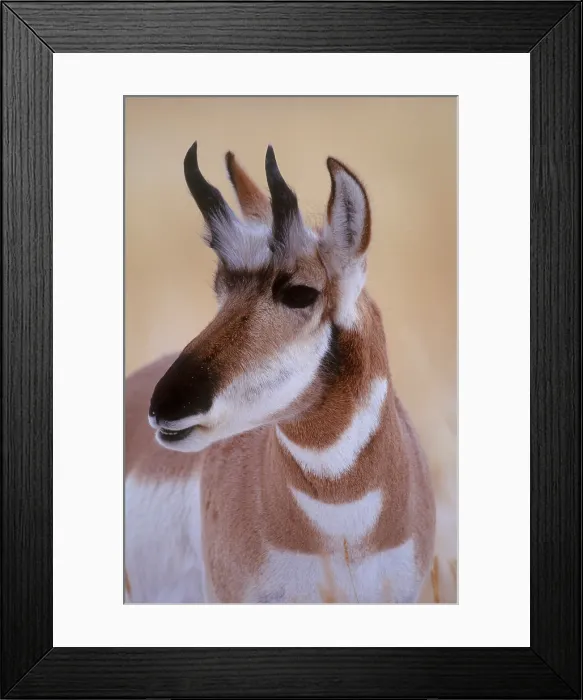 Framed Print : Young Pronghorn Buck
