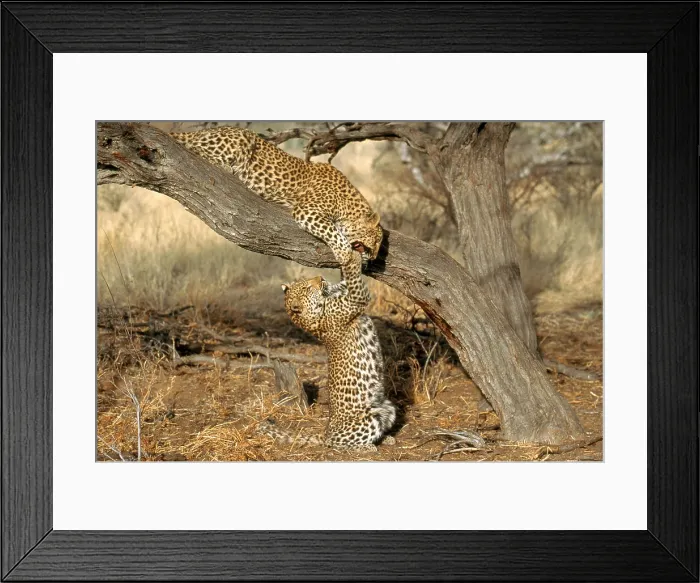 Framed Print : Leopard (Panthera pardus)