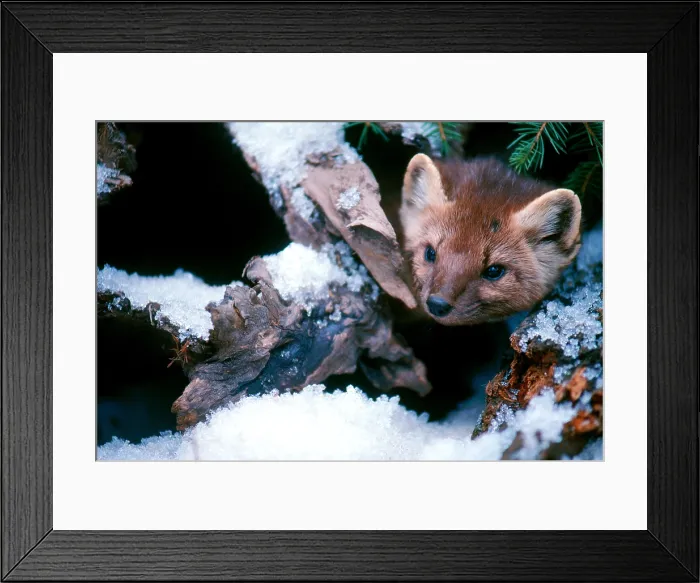 Framed Print : Pine Marten Framed Print : Pine Marten