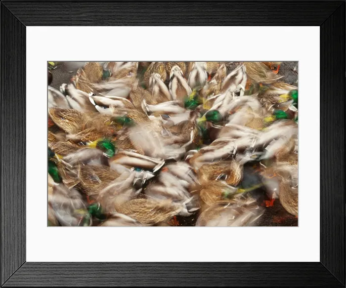 Framed Print : Mallard Ducks Framed Print : Mallard Ducks