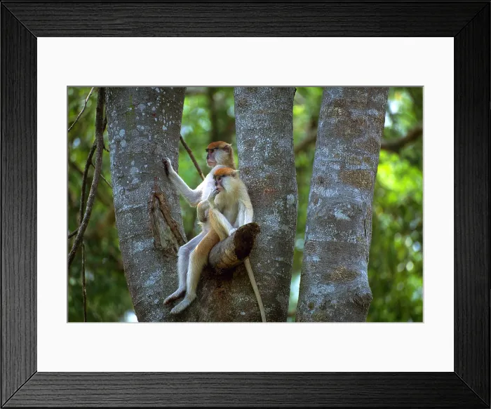Framed Print : Patas monkey and young Framed Print : Patas monkey and young