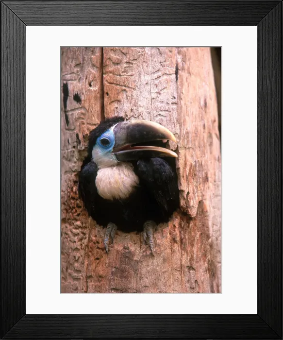 Framed Print : Yellow-ridged Toucan Framed Print : Yellow-ridged Toucan