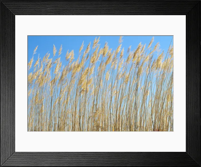 Framed Print : Grasses, New Mexico landscape, Bosque del Apache National Wildlife Refuge Framed Print : Grasses, New Mexico landscape, Bosque del Apache National Wildlife Refuge