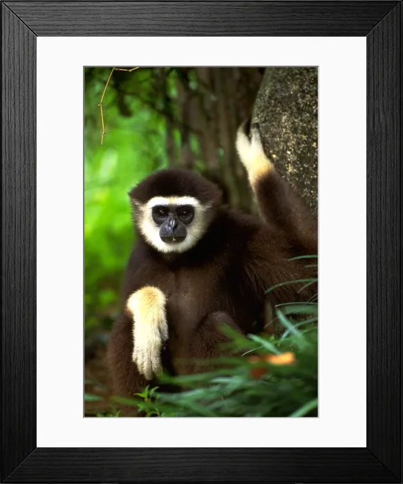 Framed Print : White-handed gibbon
