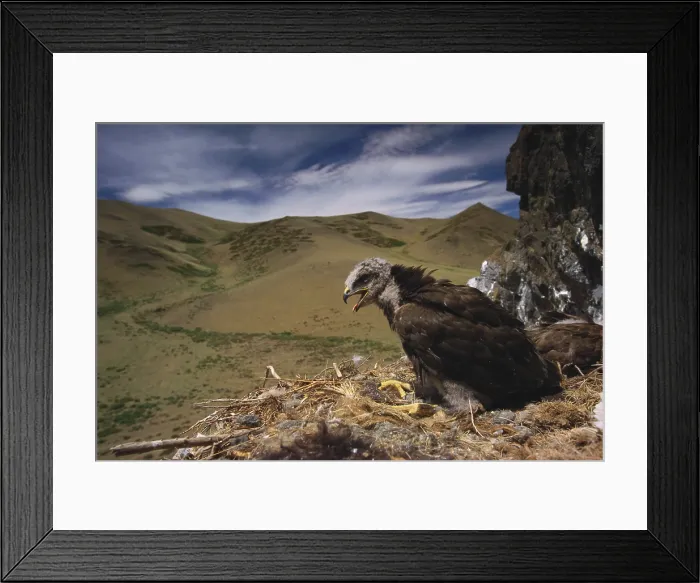 Framed Print : Rough Legged Buzzard Framed Print : Rough Legged Buzzard