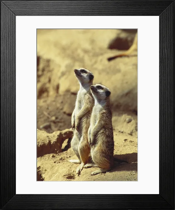 Framed Print : Two Meerkats Framed Print : Two Meerkats