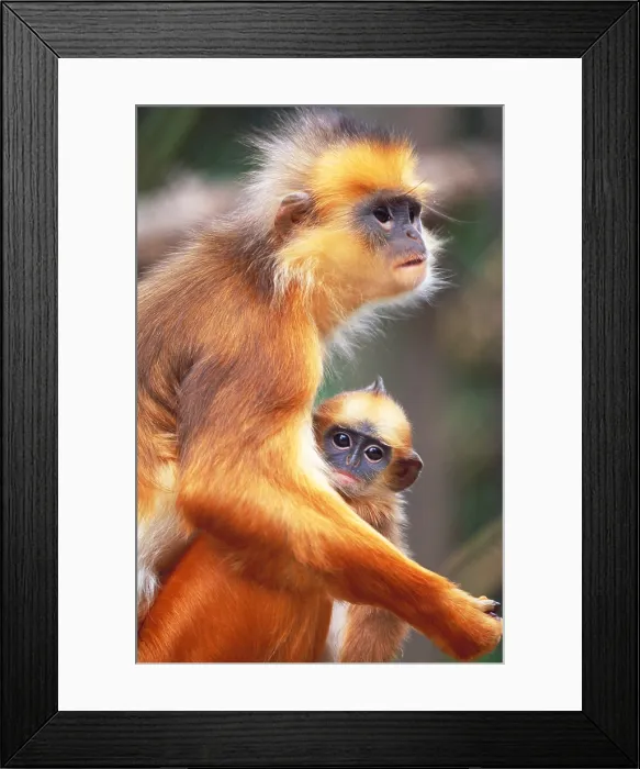 Framed Print : Banded langur and young