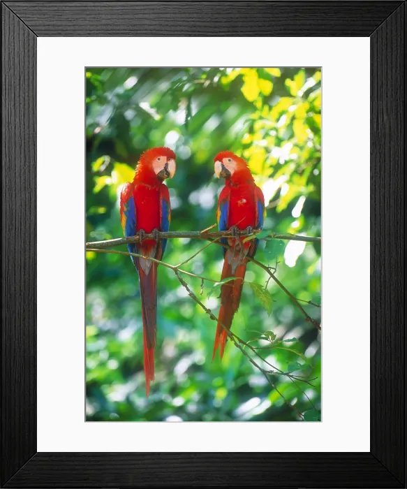 Framed Print : Pair of scarlet macaws Framed Print : Pair of scarlet macaws