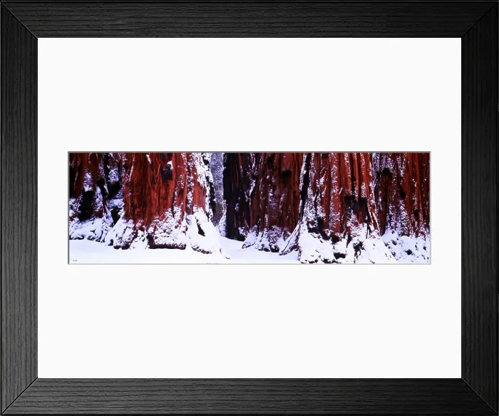 Framed Print : Giant sequoia trunks dusted with snow Framed Print : Giant sequoia trunks dusted with snow