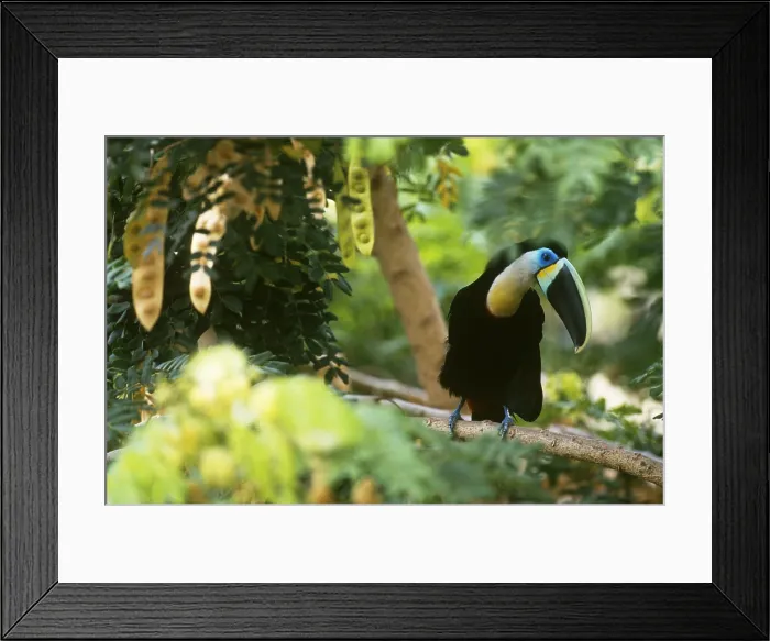 Framed Print : Citron-throated Toucan Framed Print : Citron-throated Toucan