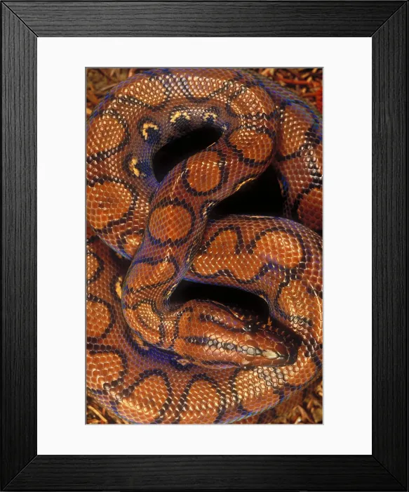 Framed Print : Brazilian rainbow boa