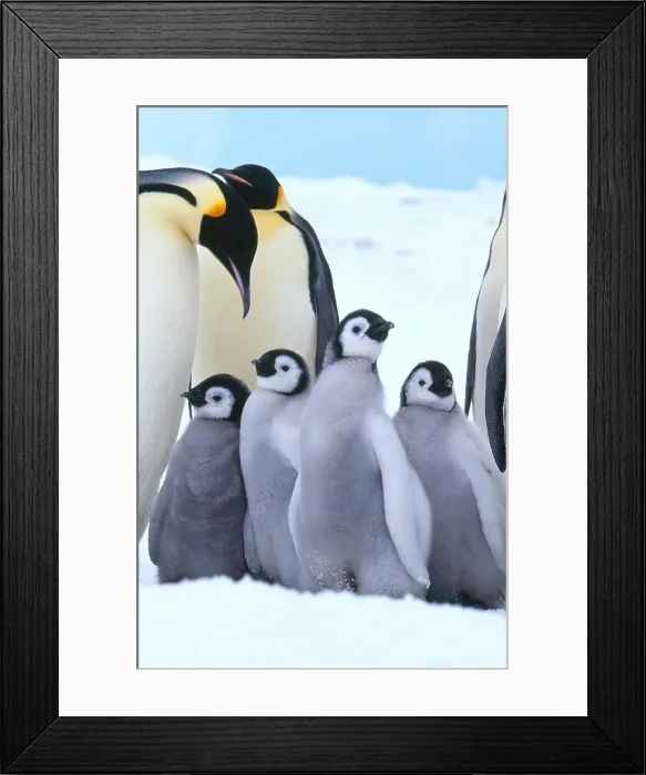 Framed Print : Emperor Penguin adults and chicks Framed Print : Emperor Penguin adults and chicks