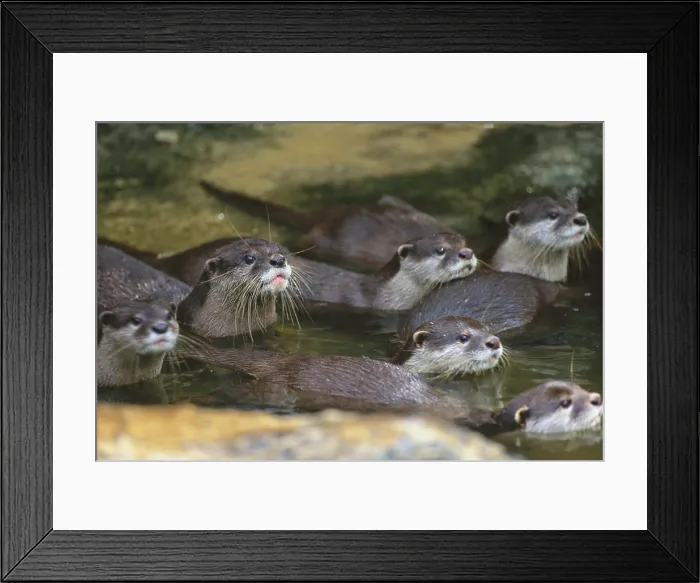 Framed Print : Oriental Small-Clawed Otter Framed Print : Oriental Small-Clawed Otter