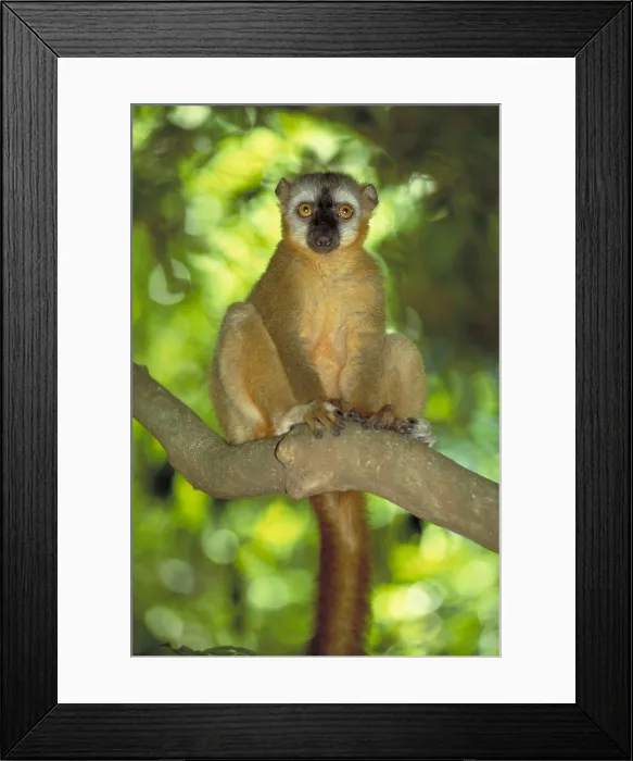 Framed Print : Red fronted brown lemur Framed Print : Red fronted brown lemur