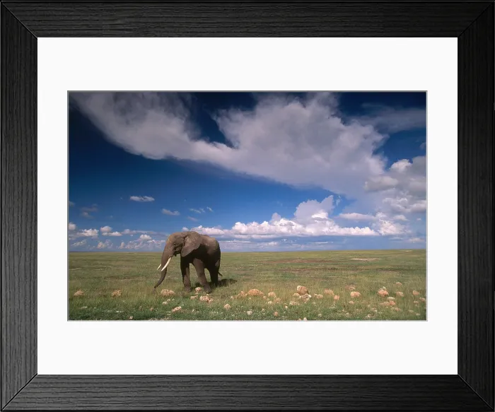 Framed Print : African Bush Elephant