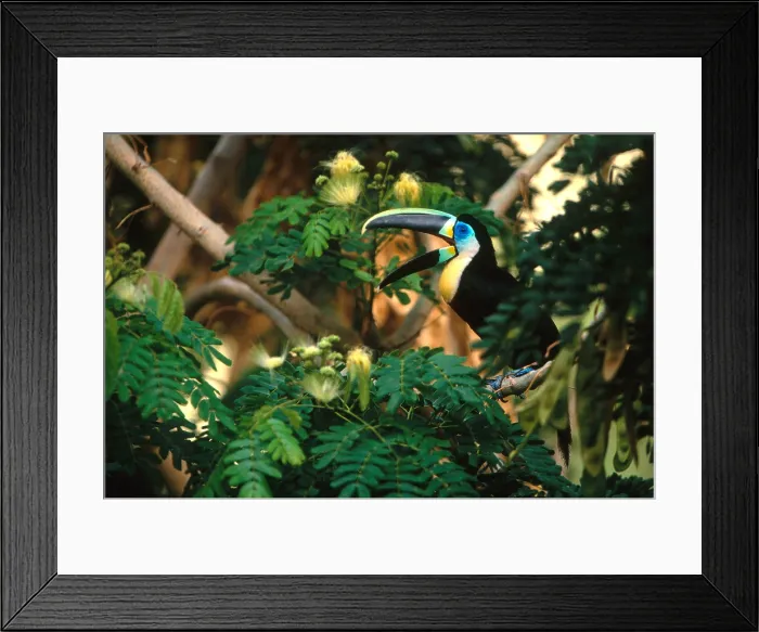 Framed Print : Citron-Throated Toucan