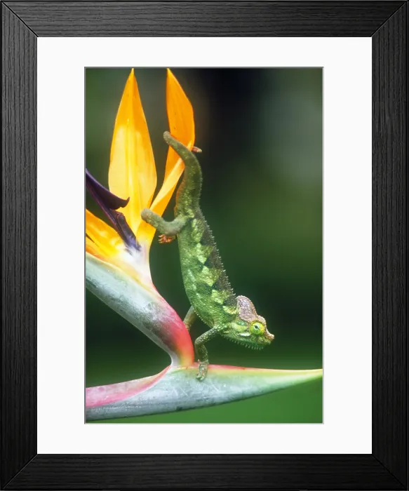 Framed Print : Casque-headed chameleon Framed Print : Casque-headed chameleon