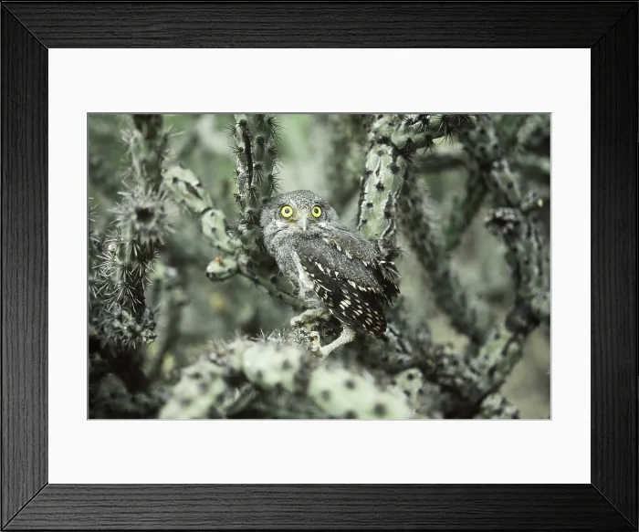 Framed Print : Elf Owl (Micrathene whitneyi). Saguaro National Monument, Arizona Framed Print : Elf Owl (Micrathene whitneyi). Saguaro National Monument, Arizona
